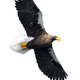 The National Aviary provided this image of a Stellar’s sea eagle in flight for reference.
